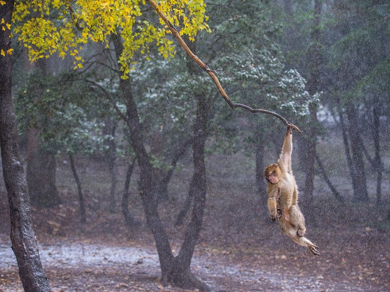 2 "Зимние качели". На снимке магоот - обезьяна, живущая в диком виде на территории Европы (в Гибралтаре), а также, единственная макака, живущая не в Азии. Автор - Francisco Mingorance.