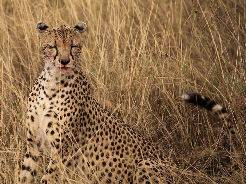 7. Гепард со следами крови недавно убитой жертвы. Национальный парк Серенгети, Танзания (Африка). Автор - Eva Liang.