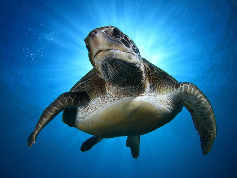 5 Зеленая черепаха на побережье Тенерифе (Канарские острова). Автор - Montse Grillo.