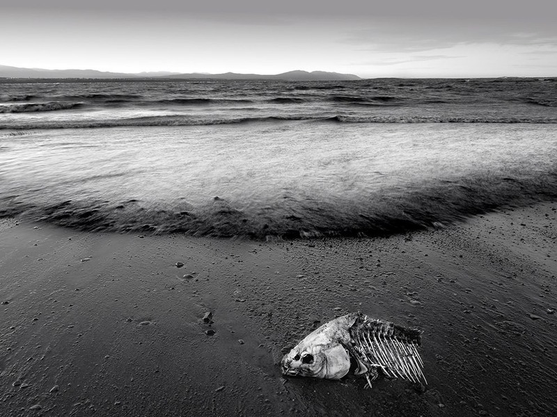 12. Скелет рыбы на берегу реки святого Лаврентия в Квебеке. Автор - Stephen Clough.