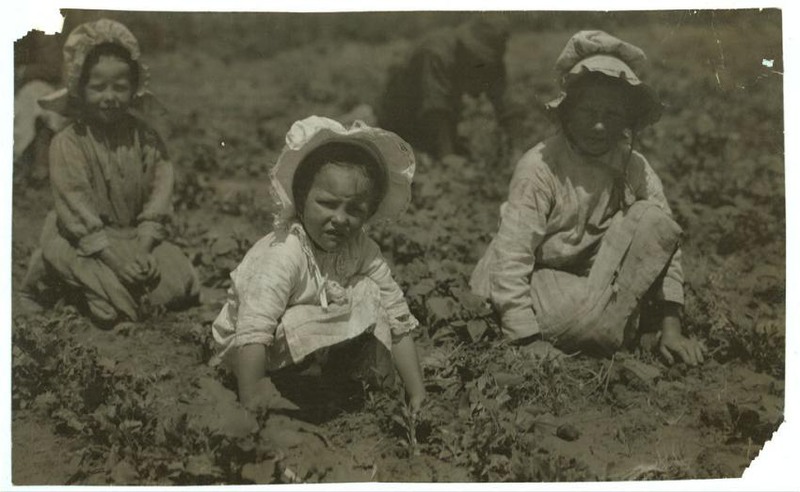 5 Июль 1915 года. На сборе урожая сахарной свеклы возле Шугар-Сити, Колорадо