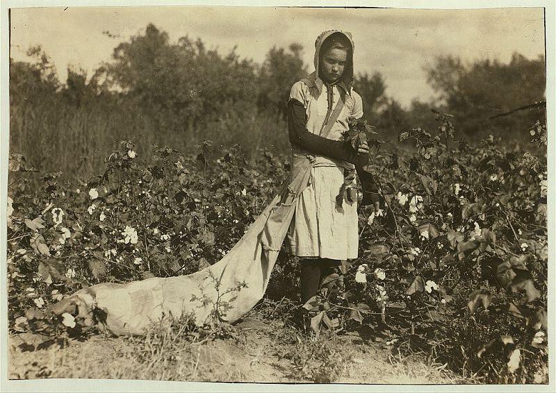 6 Октябрь 1916 года: 11-летняя Калли на сборе хлопка в графстве Поттаватоми, Оклахома.