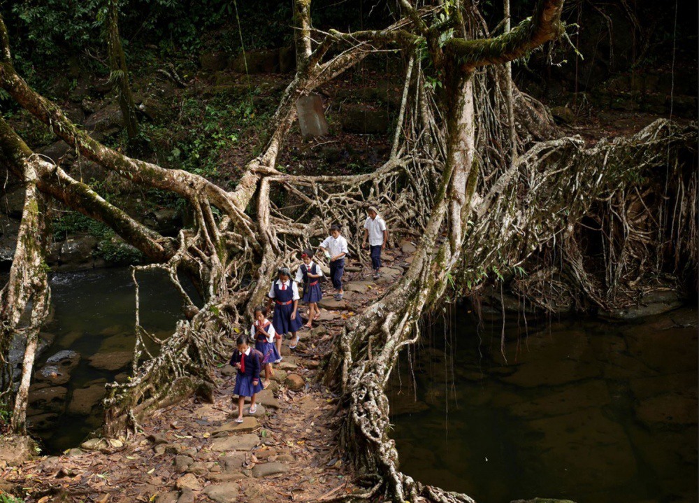15 Мост из корней деревьев. Источник: reddit.com