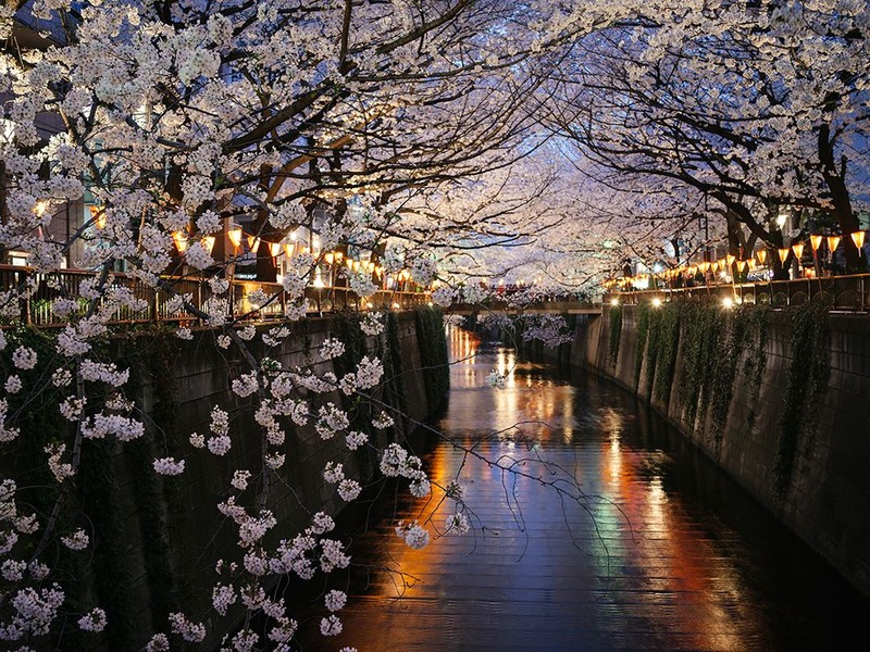 17. Накамегуро - место, где можно насладиться видом цветущей сакуры прямо в центре города. Токио. Автор - Giovanni Pascarella.