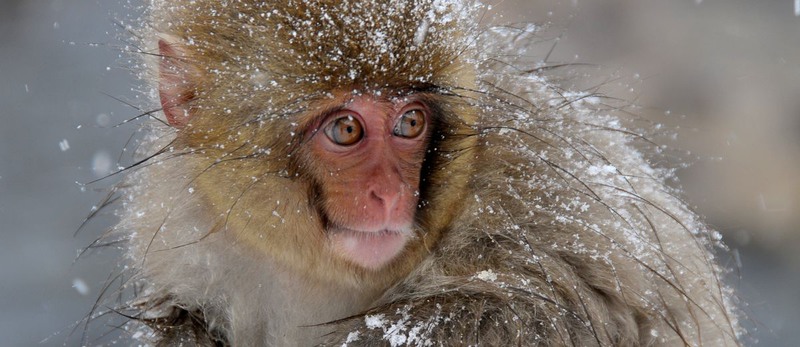 Snow Monkey, Nagano. Автор - Richard Kelley