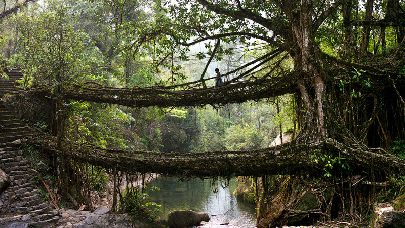 3 Для переправы с одного берега на другой, на протяжении многих лет, используют "живые мосты", которые сооружены местными жителями из корней и веток деревьев.