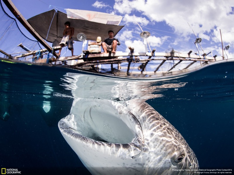 24 "Индонезия - земля и океан улыбок". На снимке взаимодействие китовых акул и местных рыбаков. Автор - Tracey Jennings.