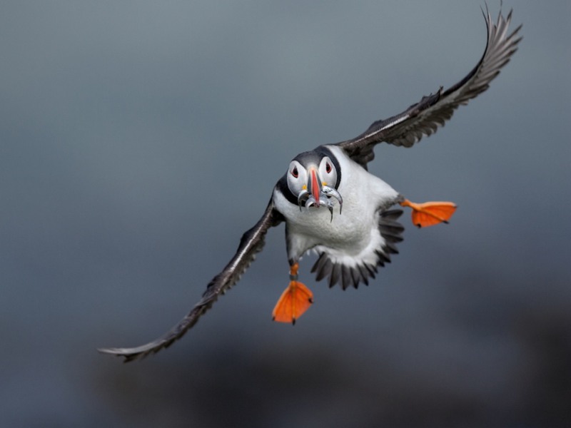 1 Тупик на островах Трешниш (Шотландия) несет в клюве добычу для птенцов. За одну "ходку" эта птица может приносить порядка 20 рыбешек. Автор - Дэнни Грин.