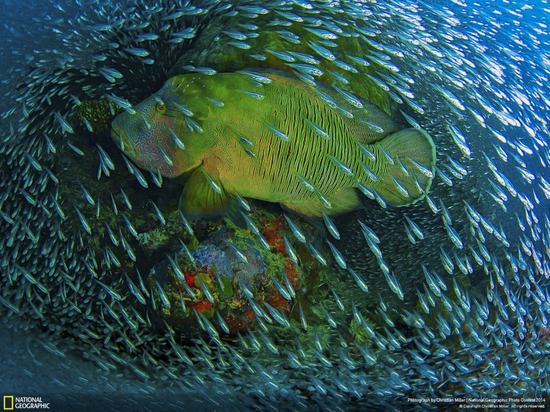26 "Знатная рыба". Кэрнс, Большой Барьерный риф (Флинн Риф, Австралия). Автор - Christian Miller.