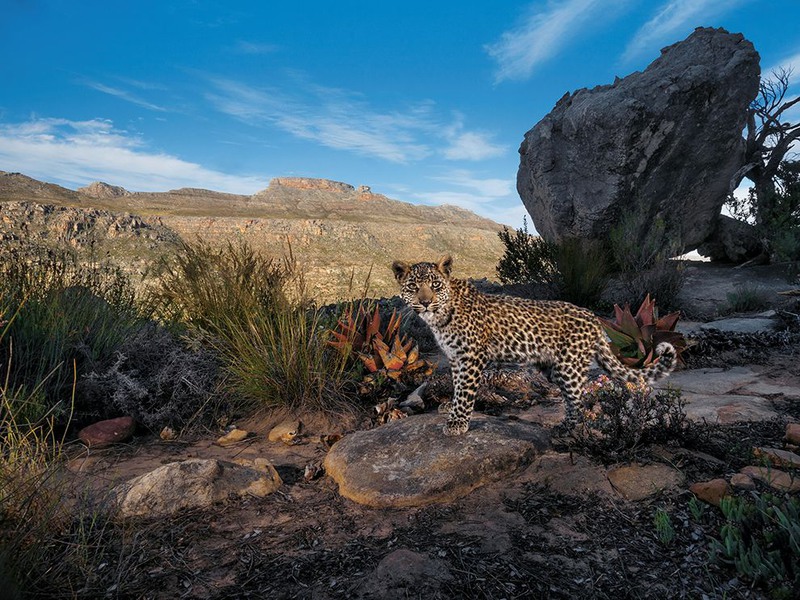 5  "Детеныш". Автор - Steve Winter. Скрытая камера зафиксировала пристальный взгляд леопарда в Южной Африке.