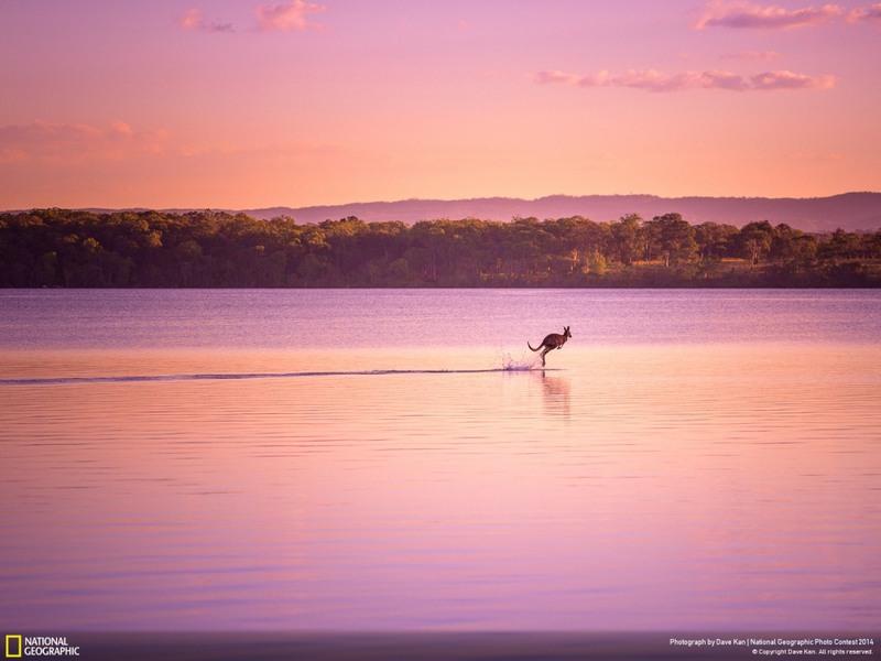 30 "Бегущий по воде". Нуса, Квинсленд, Австралия. Автор - Dave Kan.