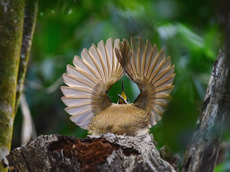 9 "Репетиция флирта". Автор - Dean Jewell.
 Райская птица в Национальном парке Дейнтри в Квинсленде.