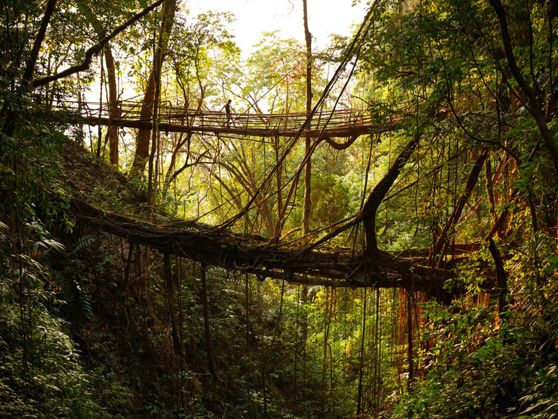 12 "Живые мосты" сооружены местными жителями из корней и веток деревьев.