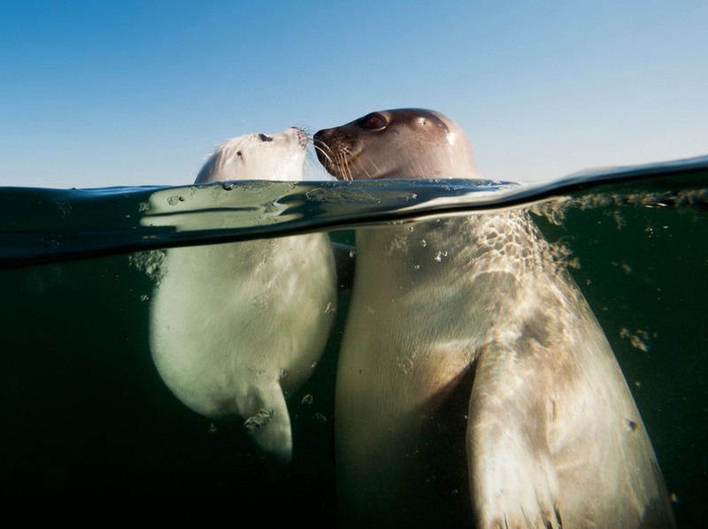 14 Гренландские тюлени. (Залив Святого Лаврентия). Авторы - Дэвид Дубиле и Дженнифер Хэйз.
