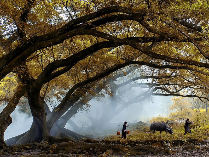 2 "Осенняя сказка". Снимок сделан возле одной из деревень на востоке Китая. Автор -  Jonathan Chua Kiat.