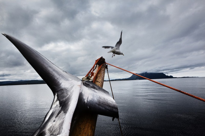 18. 24 июня 2011.
3rd prize stories, Contemporary Issues. Автор - Marcus Bleasdale.
Серия про китобоев в североо-западной Норвегии.