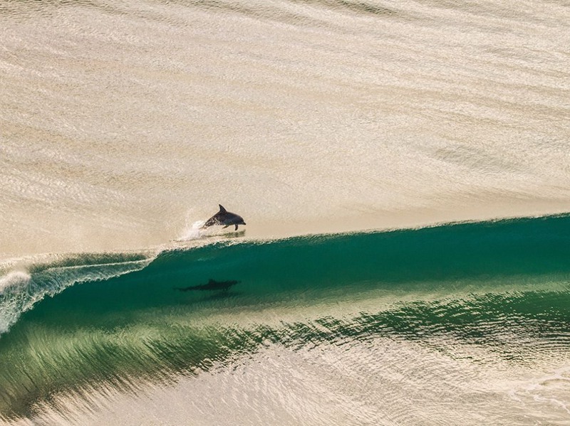 15 Дельфин на волнах (Австралия). Автор -  Броди Маккаб.