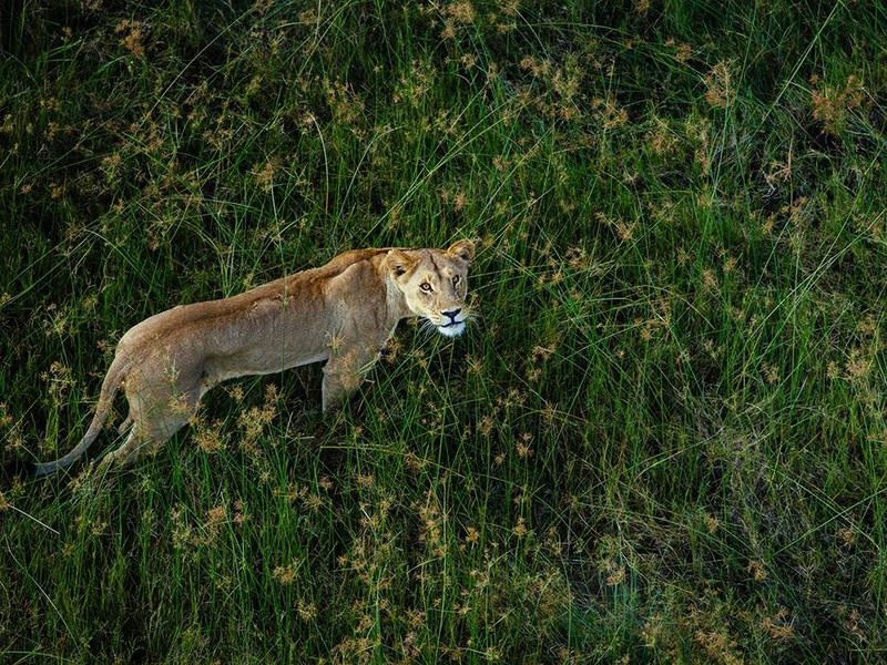 20 "Лев внизу". Автор - Chris Schmid. Снимок был сделан с вертолета. Львица прогуливалась вблизи реки Окаванго в Ботсване.