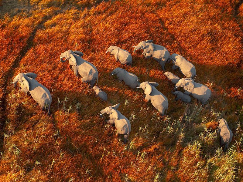 5 "Стадо слонов". Фотография снята вблизи Болота Окаванго (Ботсвана). Автор - Ben Neale.