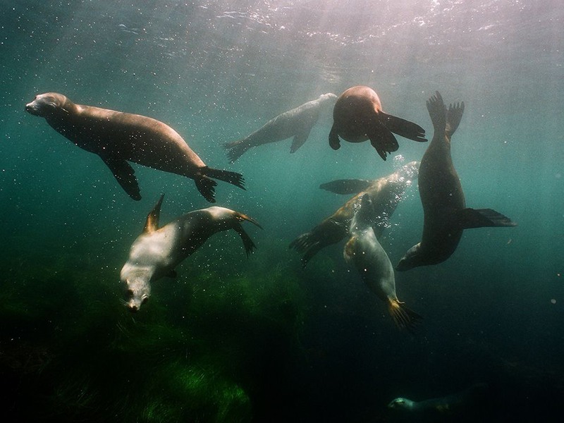 22 "Площадка для ластоногих". Автор - Megan Barrett. Морские львы резвятся в воде, словно дети на игровой площадке. Сан-Диего, штат Калифорния (США).
