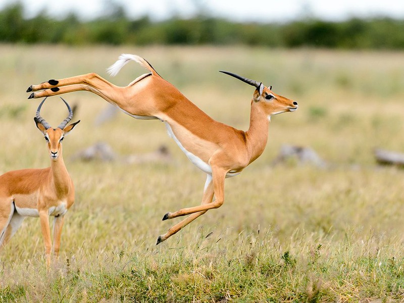 21 Игры антилоп (Северная Ботсвана). Автор - Chris Schmid.