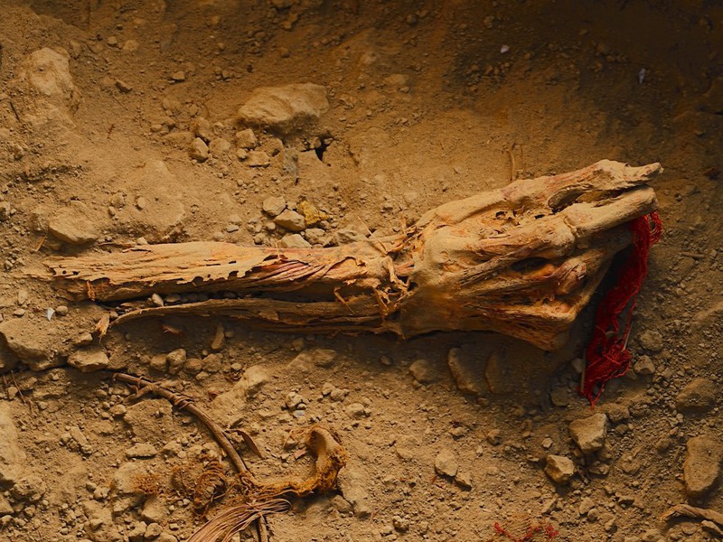 22 Хорошо сохранившаяся рука состоятельного человека из перуанской цивилизации Уари, держащая лоскут погребальной пелены. Перу. Автор - Роберт Кларк.