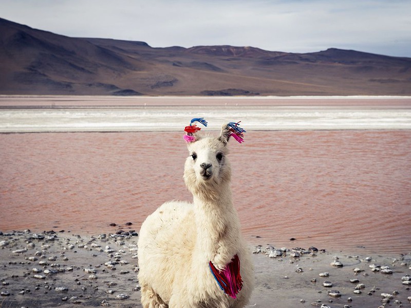 23 Лама в горах Боливии. Автор - Esther Buttery.