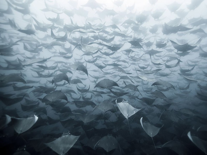 10 "50 оттенков серого". На снимке скаты в водах Баха (Мексика). Автор - Eduardo Lopez Negrete.