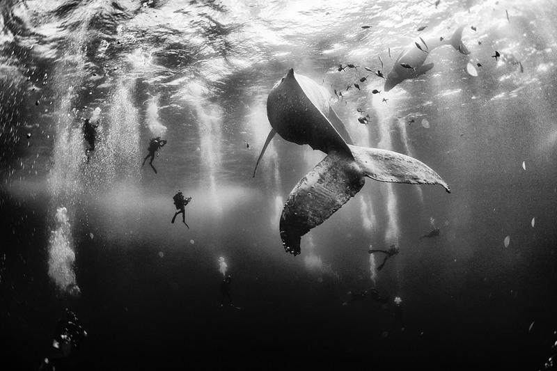 1 Победитель - мексиканский фотограф Ануар Патьяне Флорюк (Anuar Patjane) и его работы "Заклинатели китов" ("Whale Whisperers"). Снимок был сделан совершенно случайно во время дайвинга целой группы, к которой из любопытства приблизился кит. Главный приз - 8-дневная фотоэкспедиция в Коста-Рику и тур по Панамскому каналу на двоих.