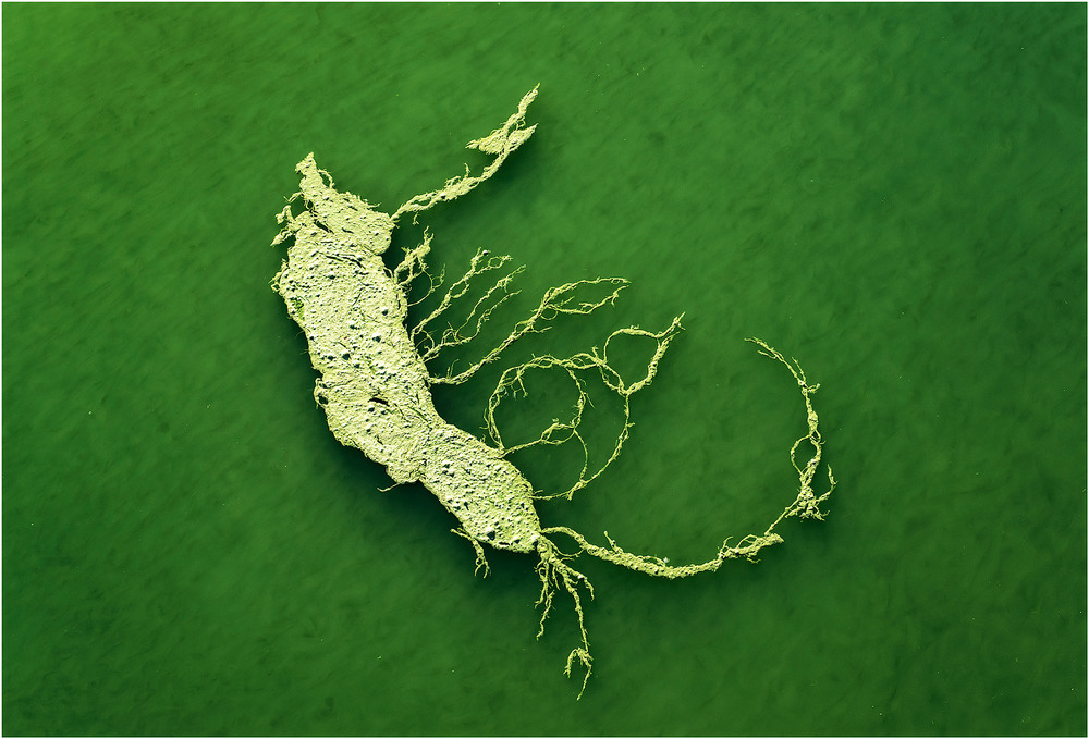 Algae abstraction