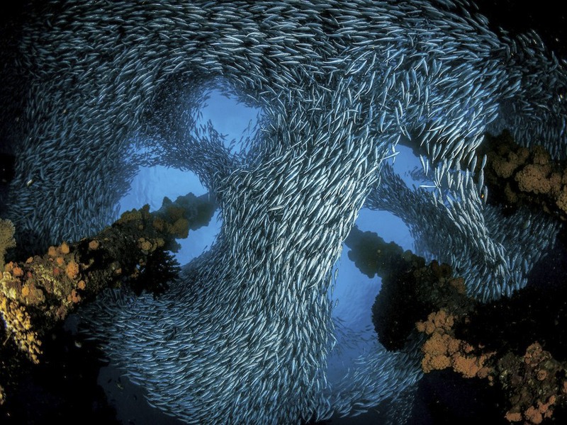 16 Косяк рыб в Заливе Милн, Папуа — Новая Гвинея. Автор - Джулиан Коэн.
