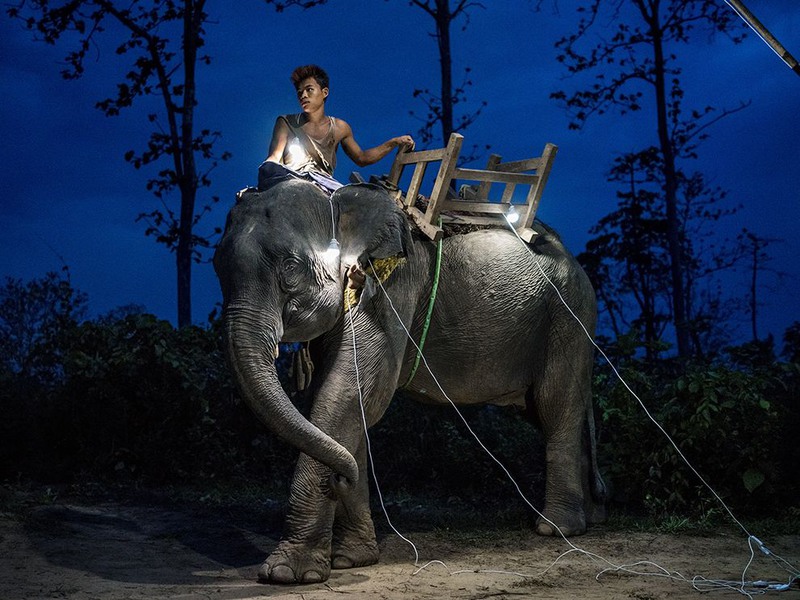 12 "Ранняя пташка". Автор - Salgado Escudero. Парень, работающий лесорубом на слоне в Мьянме.