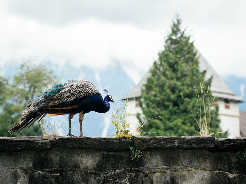 14 Птица. Автор - Olena Prykhodko. Замок в Инсбруке, Австрия.