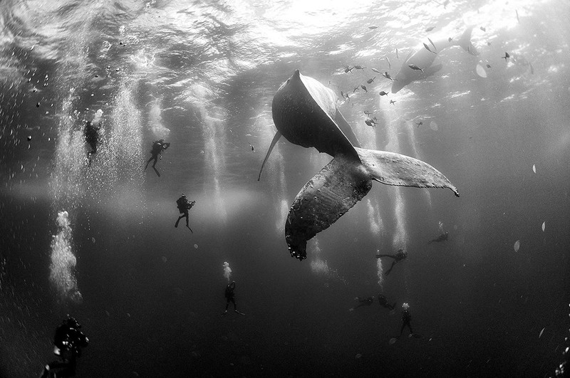 14 II место в категории «Природа». Автор - Anuar Patjane Floriuk. Дайверы наблюдают за самкой горбатого кита с детенышем возле островов Ревилья-Хихедо (Мексика).