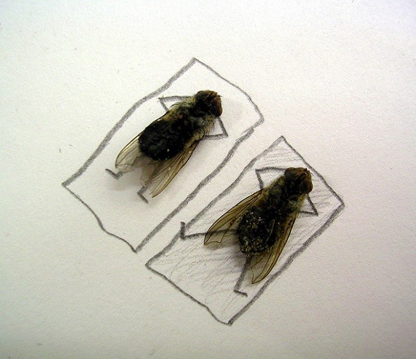 Шведский фотограф использовал в качестве моделей дохлых мух