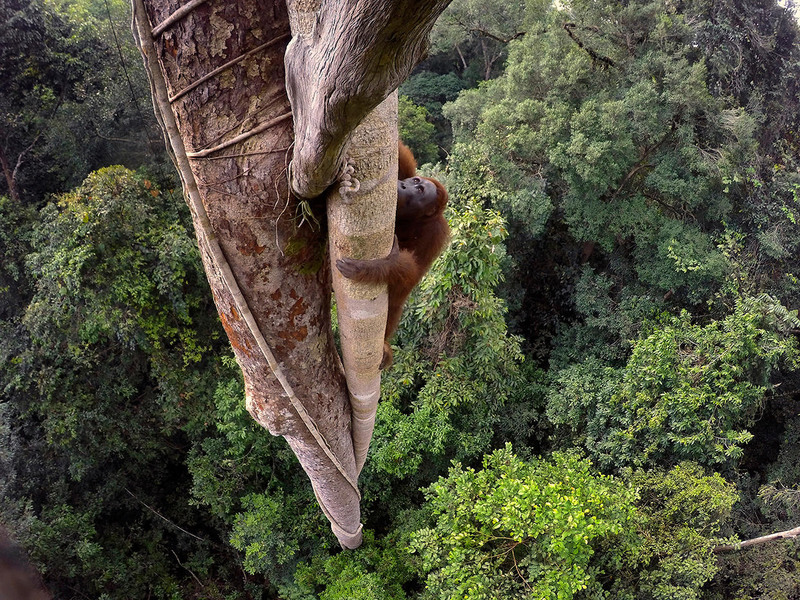 16 I место в категории «Природа» среди фотоисторий. Автор - Tim Laman. Калимантанский орангутан на дереве в дождевом лесу в Индонезии.