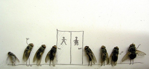 Шведский фотограф использовал в качестве моделей дохлых мух