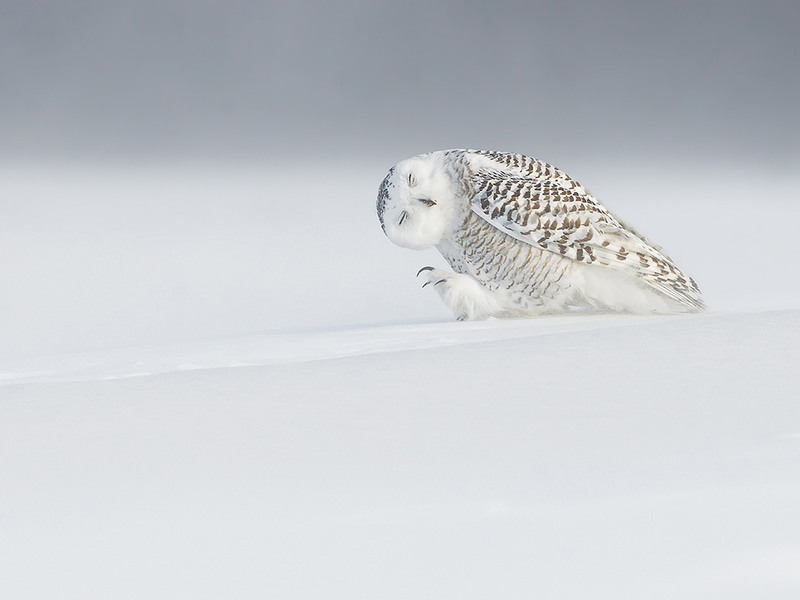 1. Белая сова. Квебек, Канада. Автор - Dominic Roy.