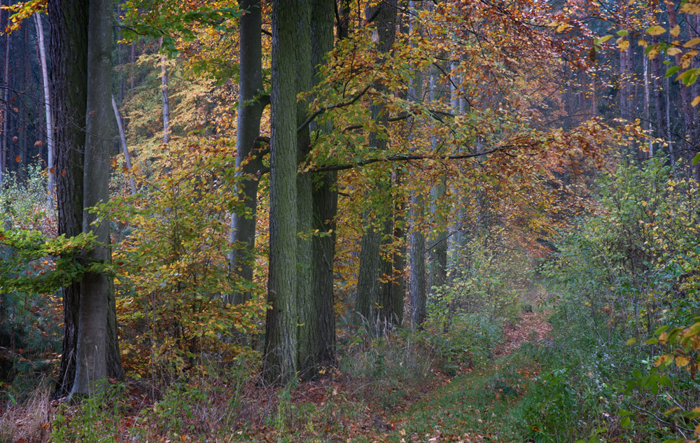 А Ви були у Решуцькому лісі восени?