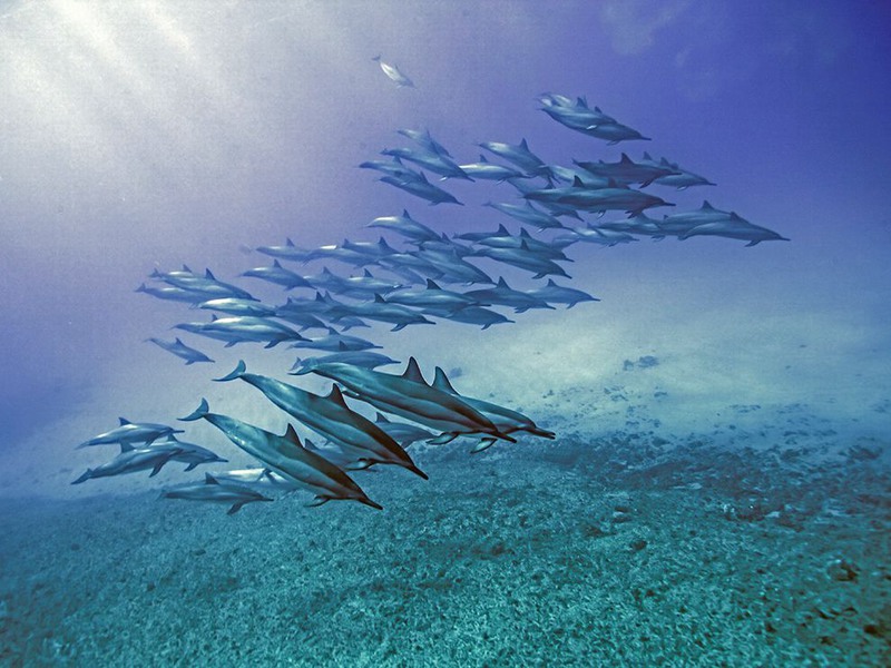 10 «Плакат с дельфинами». Гавайи. Автор: Erika Hart.