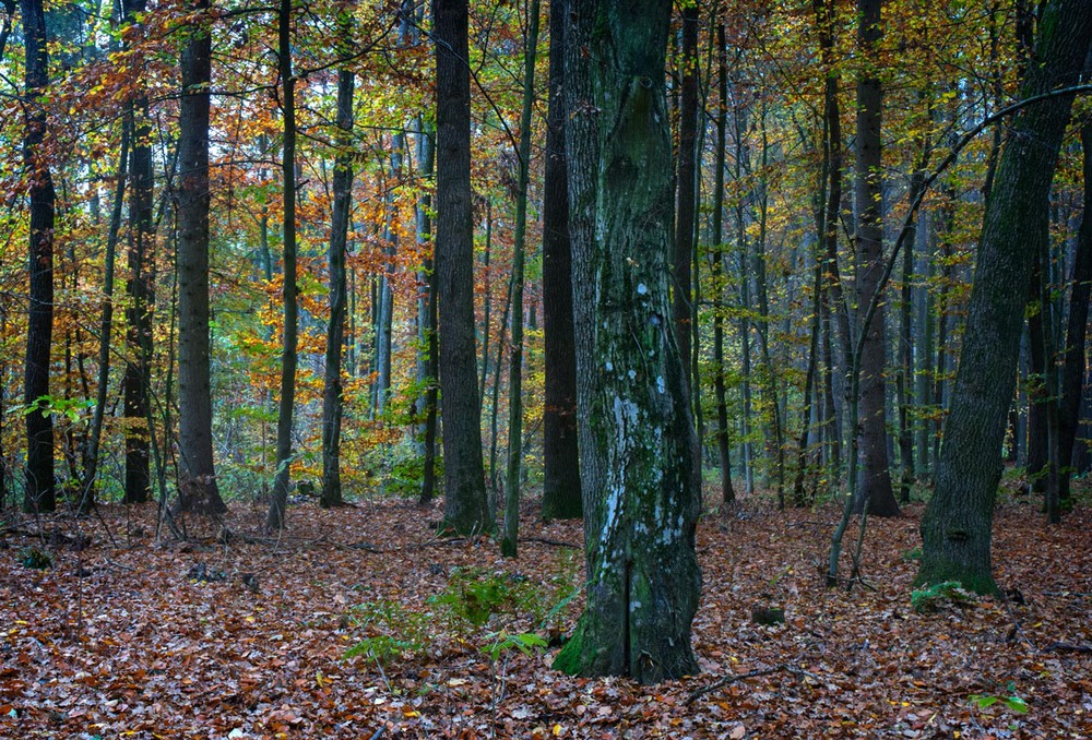 А Ви були у Решуцькому лісі восени?