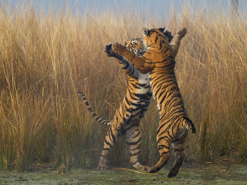 11. Тигрята в Индии. Автор - Souvik Kundu.