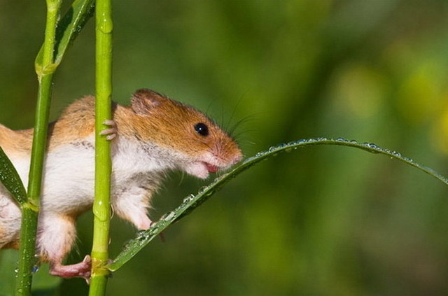 Из жизни полевых мышей