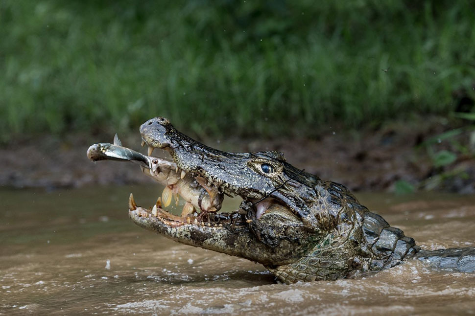 4 Этот снимок занял второе место в категории «Природа». «Двойная ловушка» (Double trapping). Автор - Массимильяно Бенчивенни. Работа снята в гигантском болоте Пантанал на западе Бразилии.