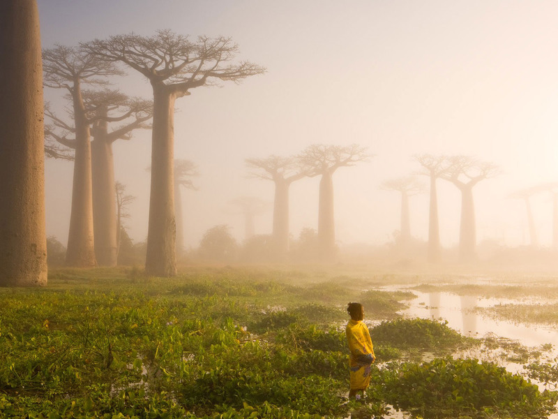 1 "Мать леса". Автор - Marsel van Oosten. Этим деревьям баобаб порядка 800 лет. Они могут служить домами для многих животных и птиц, а иногда, даже для человека. Кроме того, стволы этих деревьев аккумулируют большое количество воды. Поэтому для Африки - это буквально "деревья жизни".