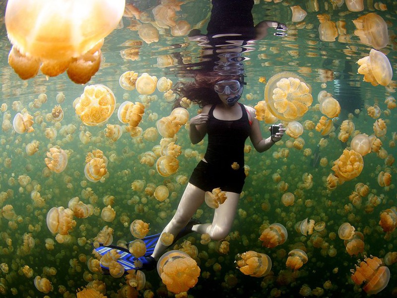7 "Желтое желе". Автор - Ciemon Frank Caballes. Эти медузы озера Айл Малк в Палау не представляют для людей никакой опасности.