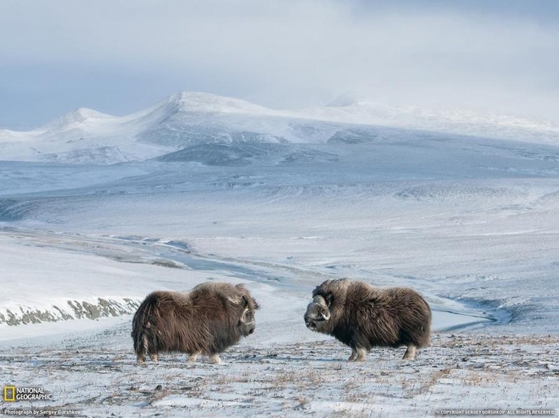 2 Два овцебыка перед началом схватки, остров Врангеля (Архангельская область). Автор -Sergey Gorshkov.