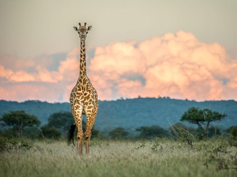 4 Жираф, Танзания. Автор - Peter Stanley.