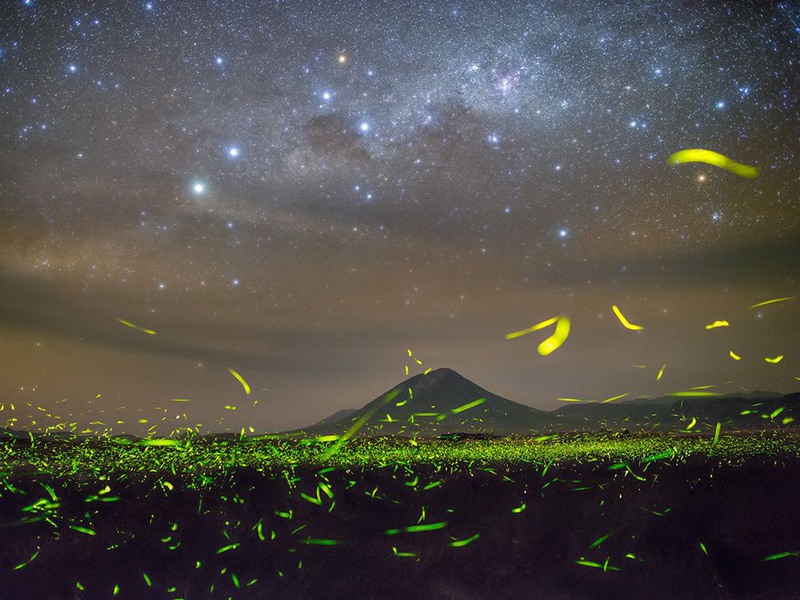 11 "Ночное движение". Рой светлячков, Танзания. Автор - Steed Yu.