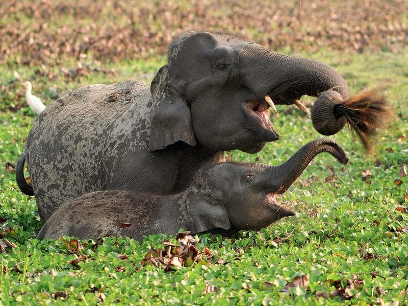 6 Слон и слоненок, Индия. Автор - Sandesh Kadur. В национальном заповеднике Казиранга, площадью 80 кв. километров проживает 1300  слонов.